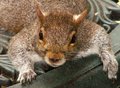 Where's My Nuts