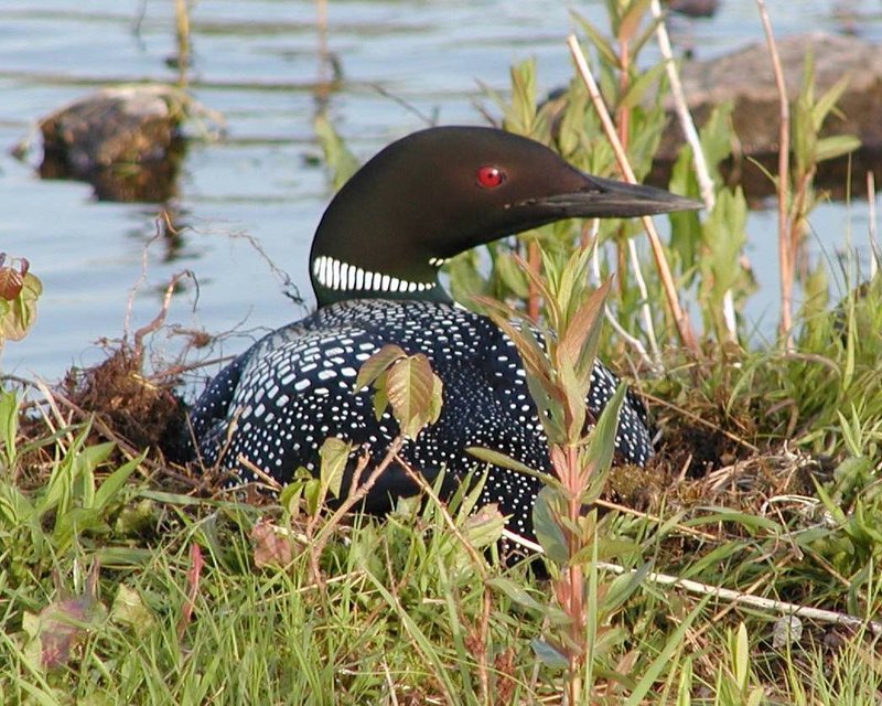 Loon on nest