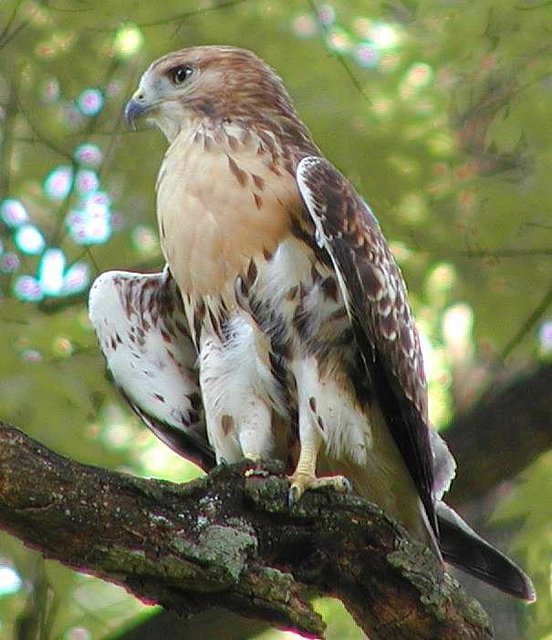 hawk b.jpg