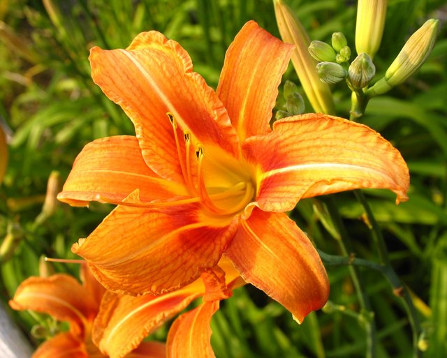 tiger lily