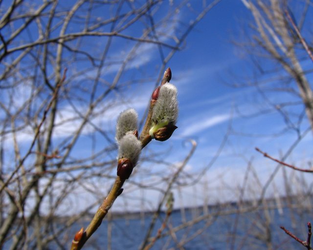 pussy willow