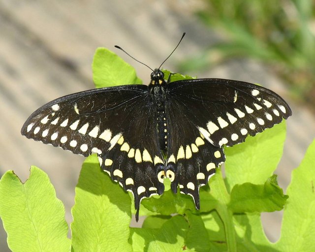 Black Butterfly