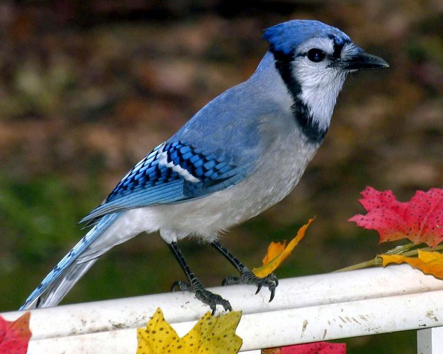 Can You Say Blue Jay