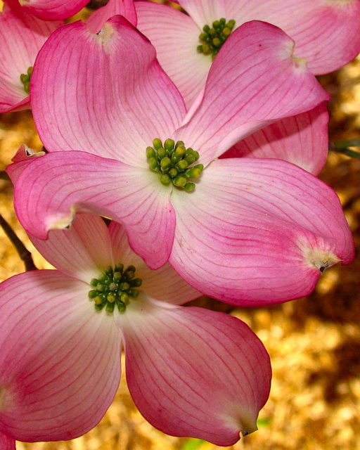 That's Dogwood