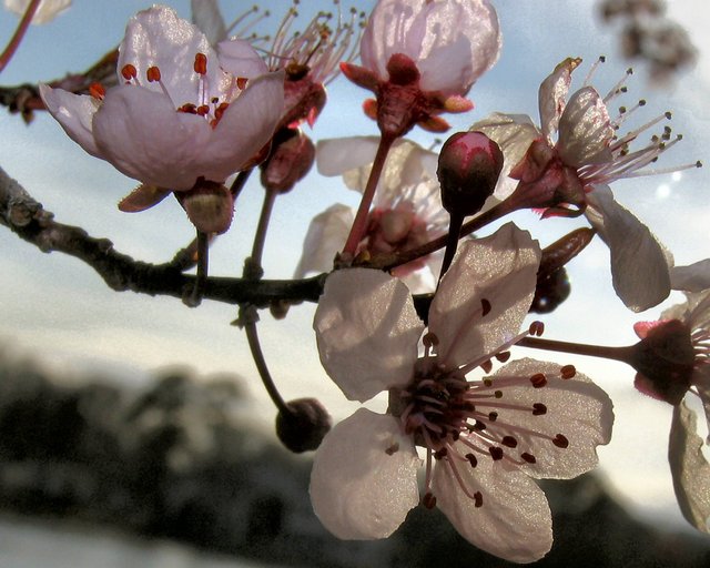 Spring Blossom
