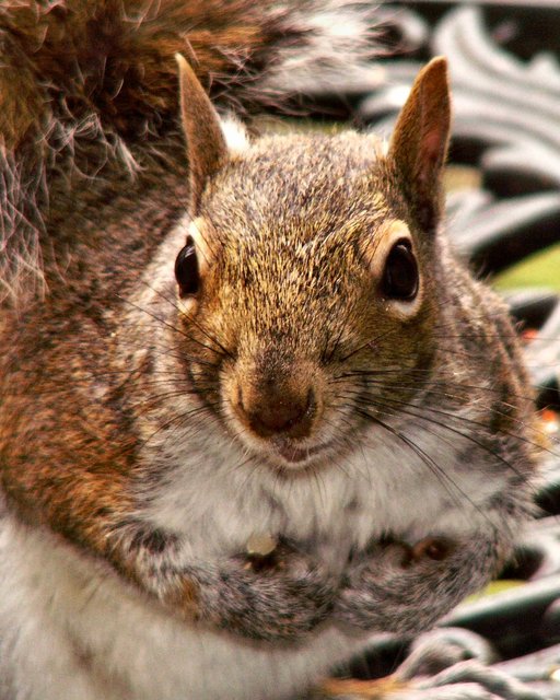 Squirrel 2