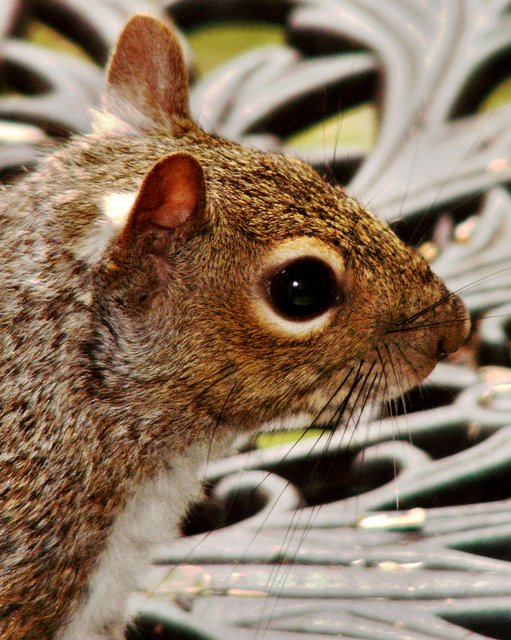 Squirrel 3