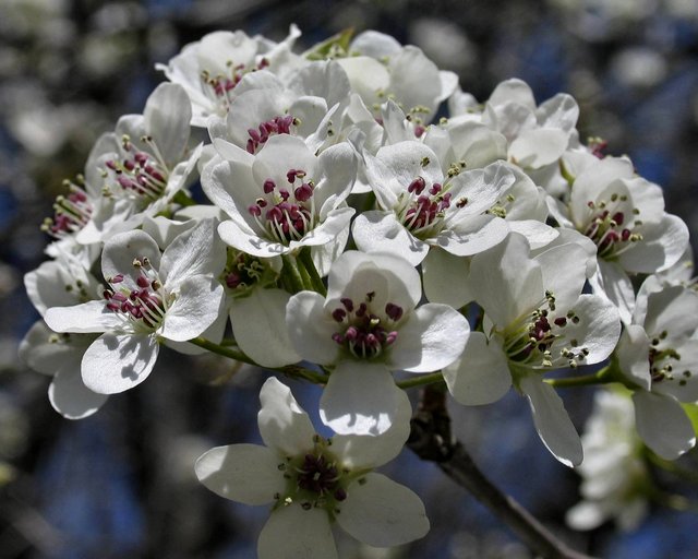 Spring Blossoms