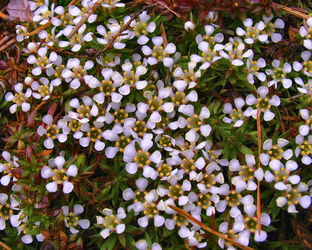 Forest  Floor