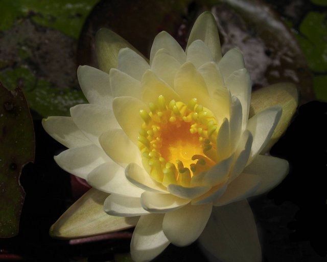 Lotus Flower