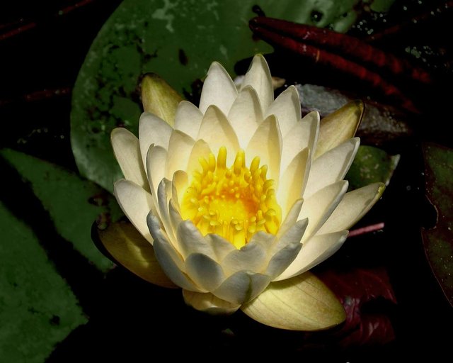 Lotus Flower 3