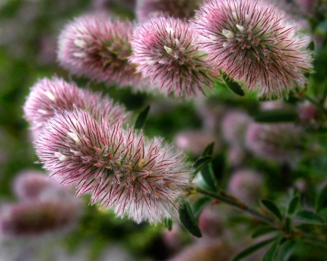 Pink softness
