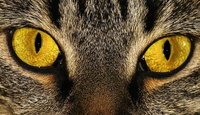 Golden Eye's