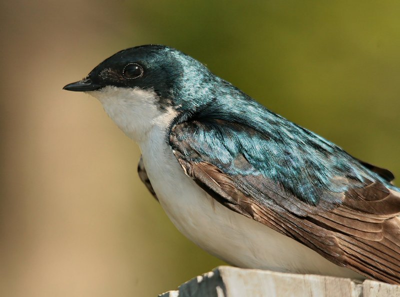 Tree Swallow