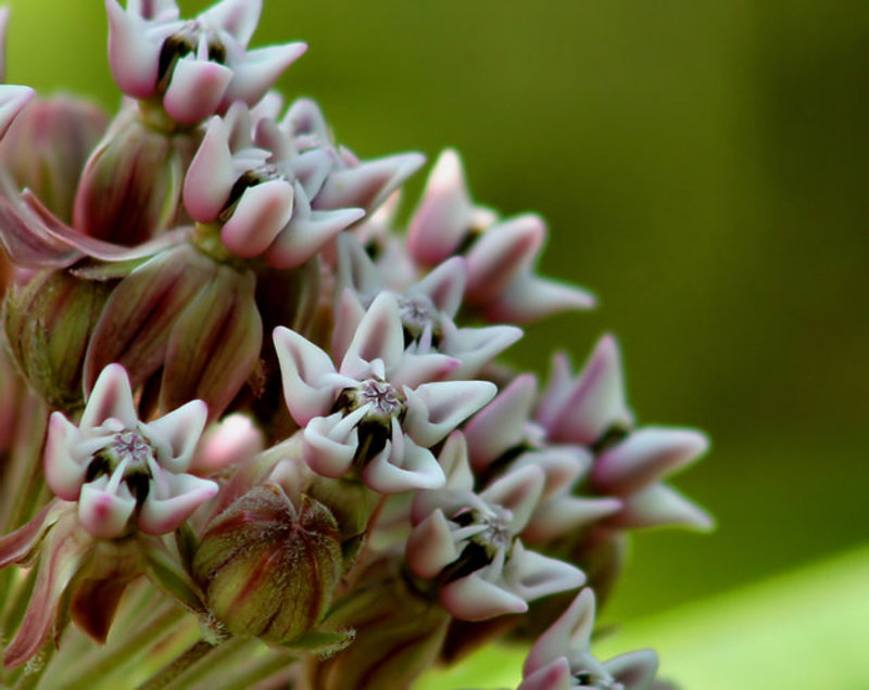 Milk Weed