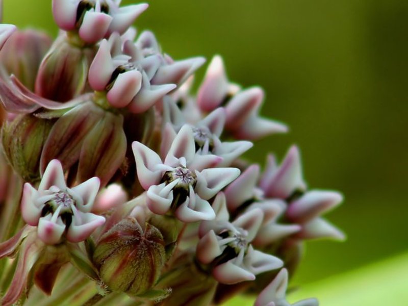 Milk Weed II