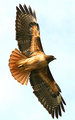 Redtail - re-edit