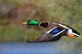 Mallard flying