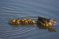 baby-ducks-&-mom-