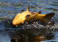 Jumping carp
