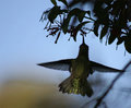hummingbird-silhoutte