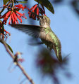 hummingbird-feeding.