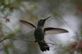 hummingbird-silhouette almost