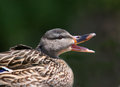 female-mallard