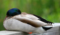 Sleeping Drake