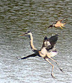 Peregrine attacking Great Blue Heron