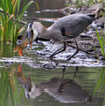 Great Blue Heron eating giant fish