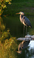 Heron posing pretty