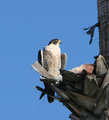 Peregrine in Palm Tree