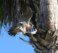 Peregrine drinking