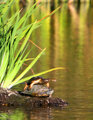 Turtles mating