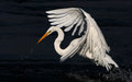 Great Egret taking off