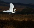 Great Egret in the Meadow