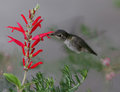 Hummer in my flower garden