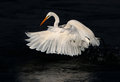 Great-Egret