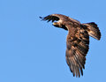 Golden-Eagle-4