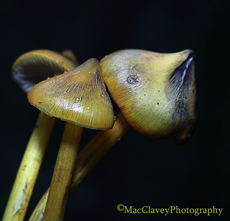 Week ll - Hygrocybe conica 