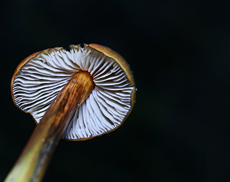 Gills of the mature Witch's Hat mushroom 