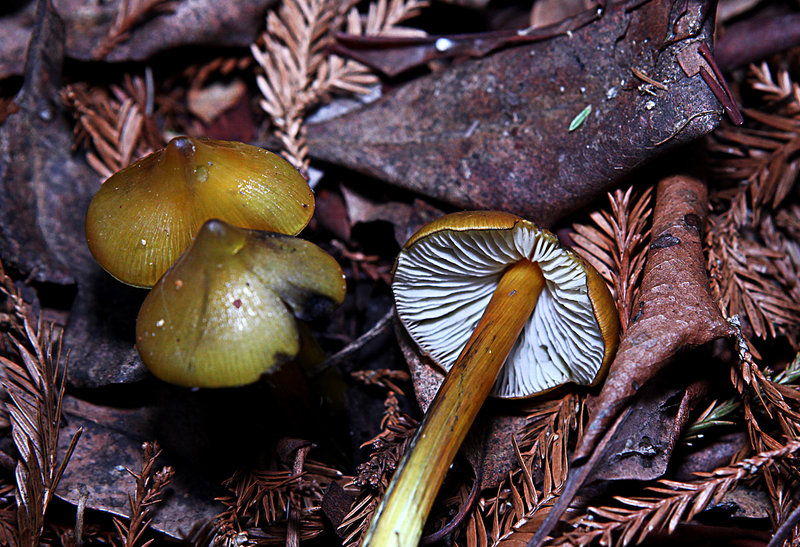 Forest Duff 