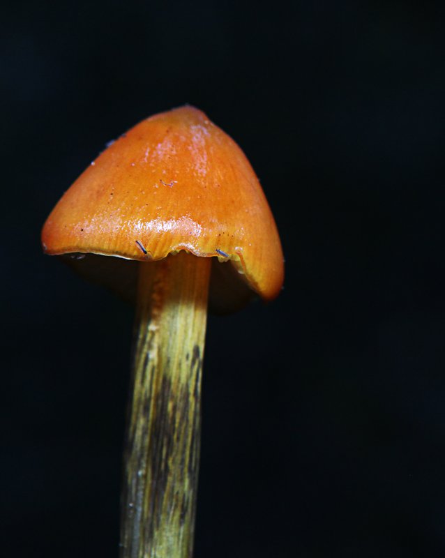 Younger version of the Witch's Hat 