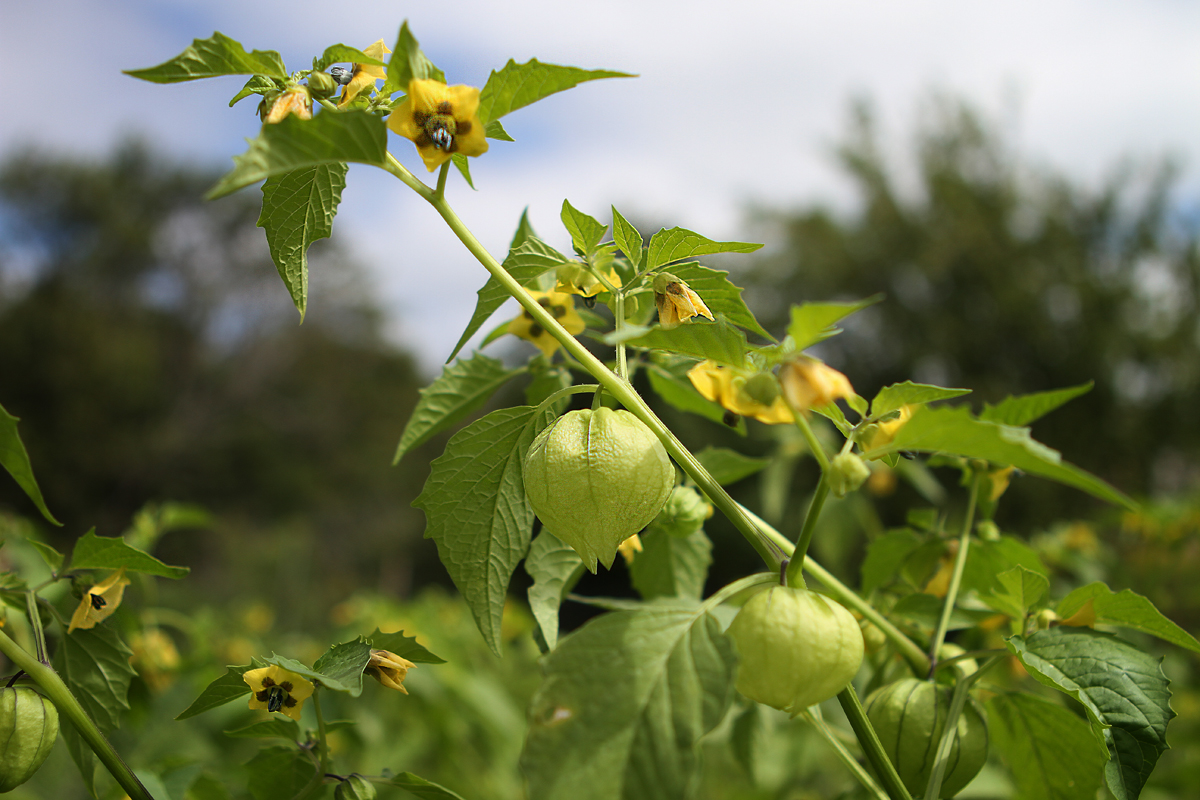 Tomatillos