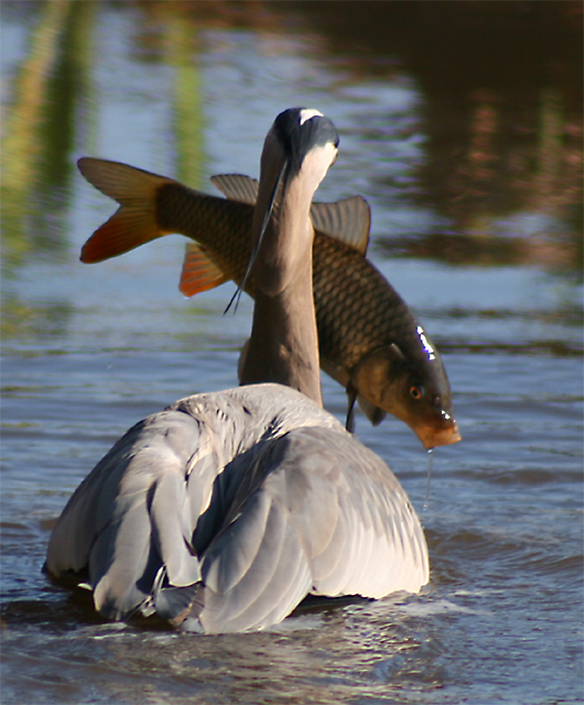 Great Blue Heron