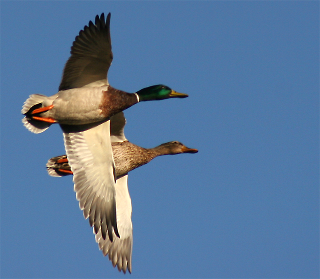 Flying Mallards