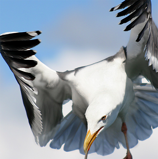 gull