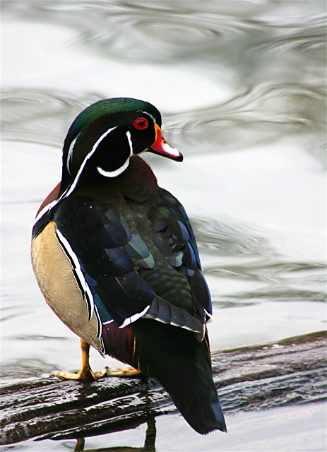 Male Wood Duck