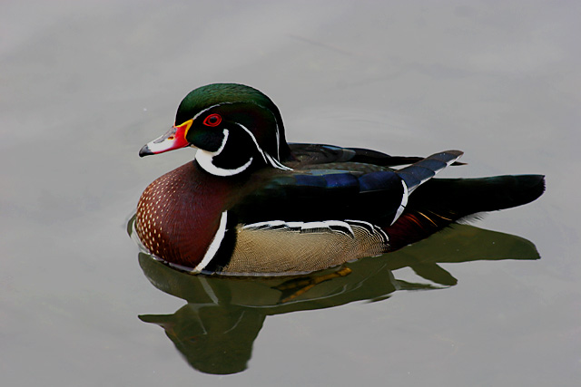 Male Wood Duck 2